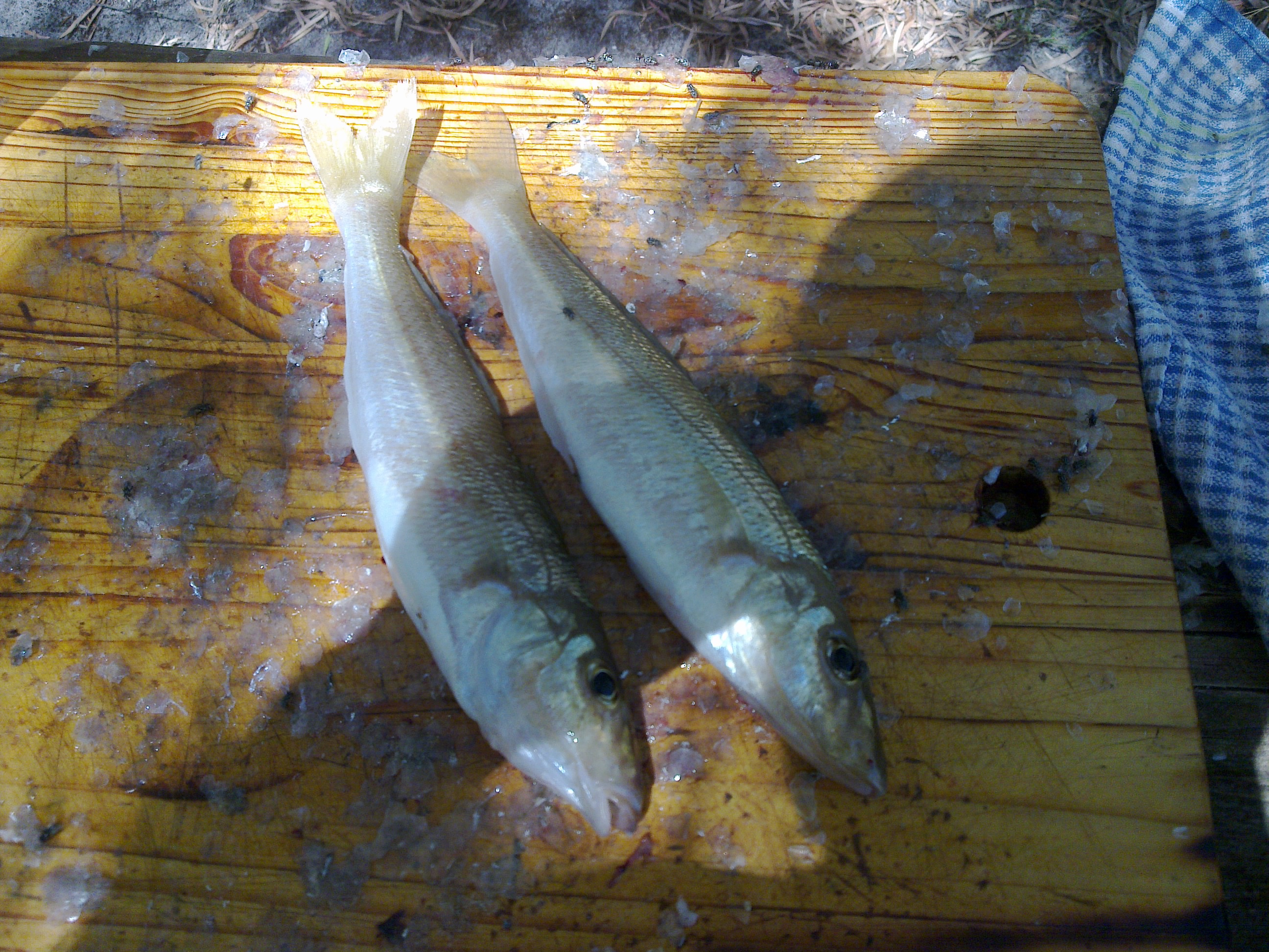 fishing exmouth Fishing Fishing WA. Fishing Photos & Videos